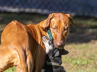 The Ghost Blogger Goes To The Dogs.